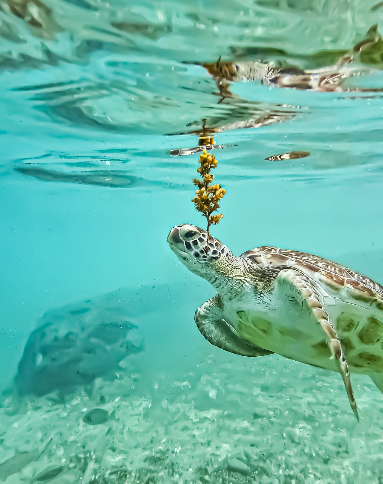 A sea turtle swimming beneath the surface in clear turquoise water